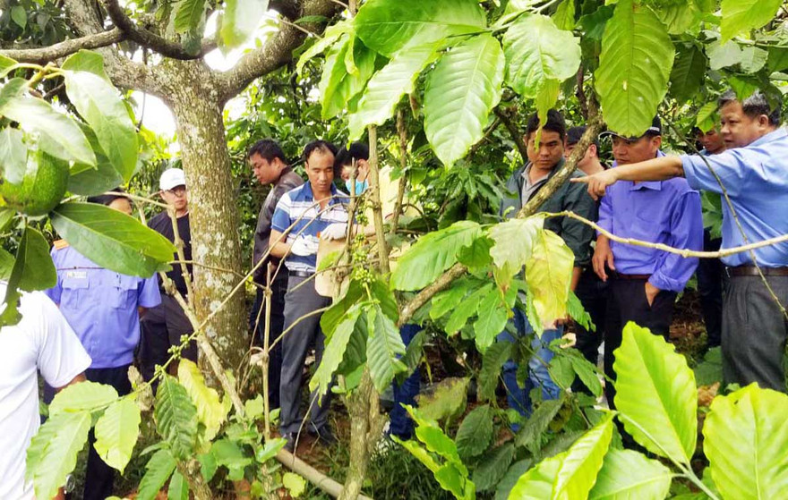 3 bà cháu bị sát hại tại gốc cây bơ này