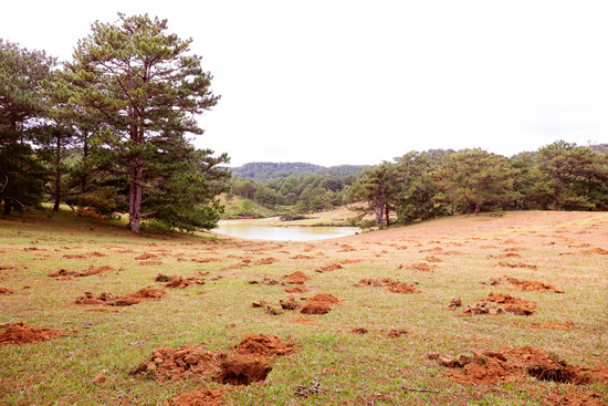 Đồi cỏ hồng ven hồ Suối Vàng bị đào xới nham nhở