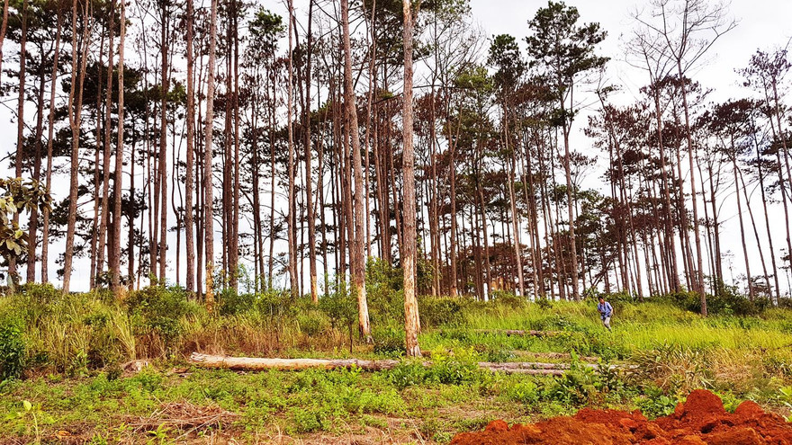 Rừng thông bị đầu độc chết khô