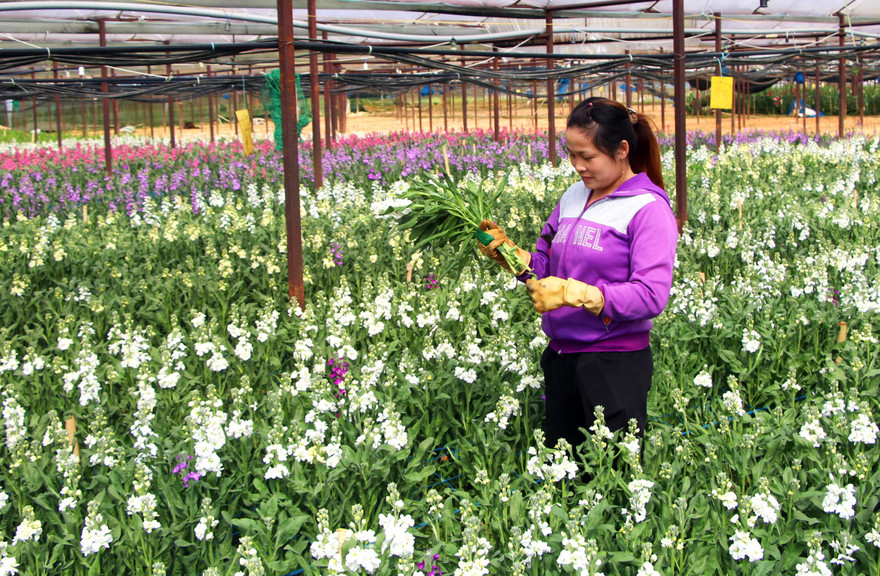 Hoa phi yến có tới 10 màu