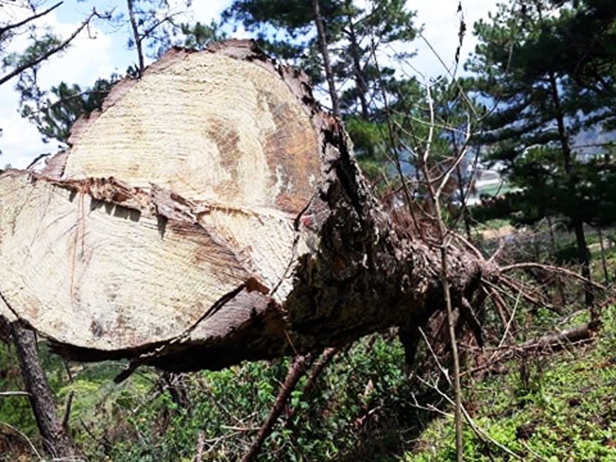 Hiện trường vụ phá rừng