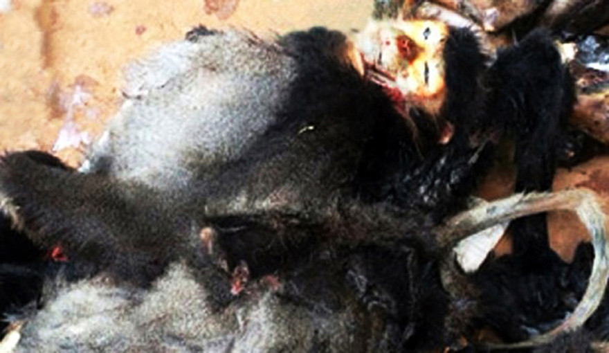 Xác voọc chà vá chân đen cất giấu tại nhà ông Nam