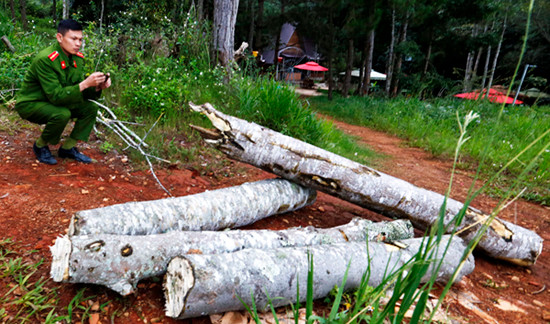 Cây bị ngã đổ nhìn vẫn còn tươi nhưng đoạn gần gốc đã mục