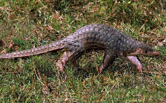 Tê tê trong môi trường tự nhiên