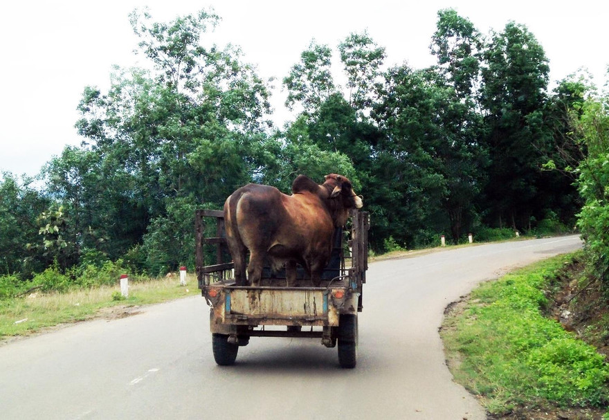 Xe tự chế chở bỏ lưu thông trên dường