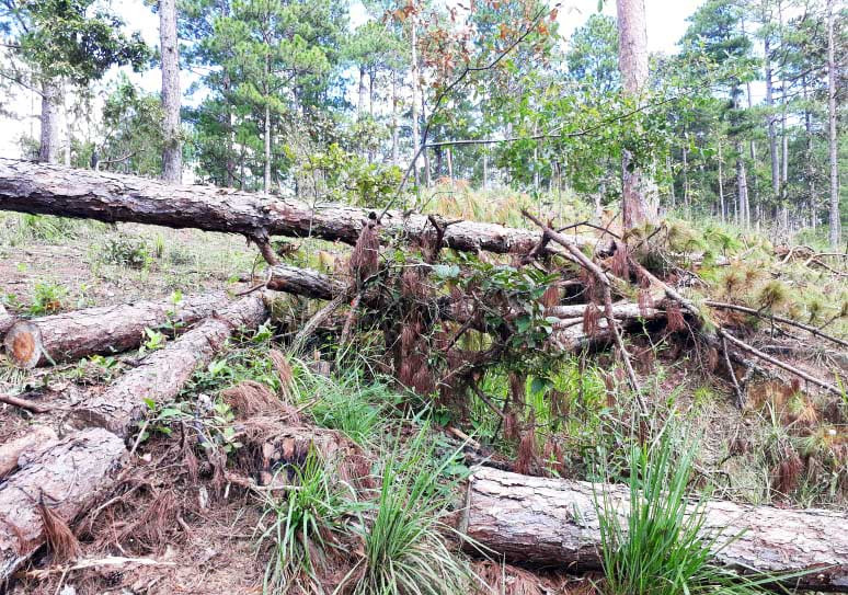 Rừng thuộc dự án "Sân golf và khu nghỉ dưỡng Đà Lạt" bị tàn phá.