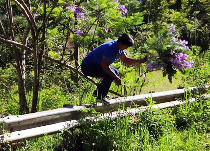 Du khách bẻ 2 cành hoa phượng tím