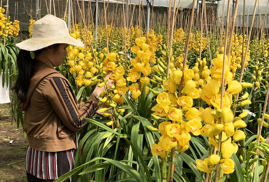 Địa lan Đà lạt đang độ đẹp nhất