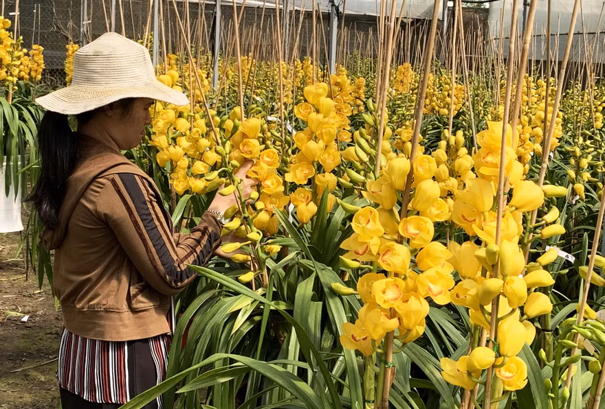 Địa lan Đà lạt đang độ đẹp nhất