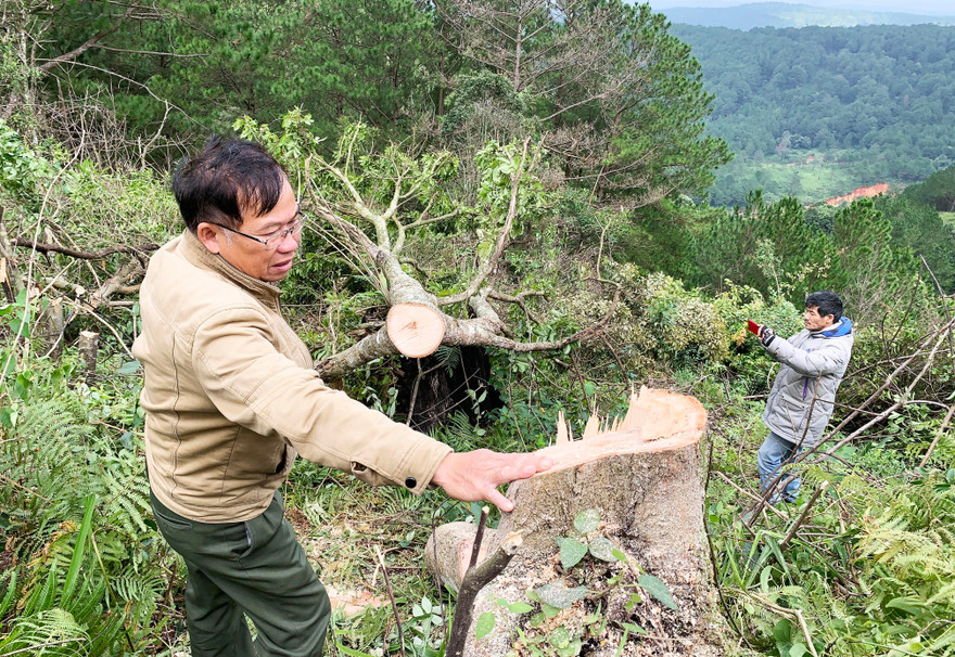 Hiện trường vụ phá rừng gần trung tâm TP.Đà Lạt