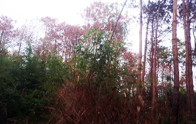 Cả cánh rừng bị vàng úa, chết đứng