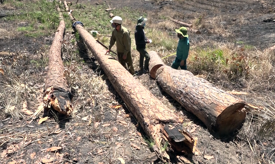 Hiện trường vụ phá rừng