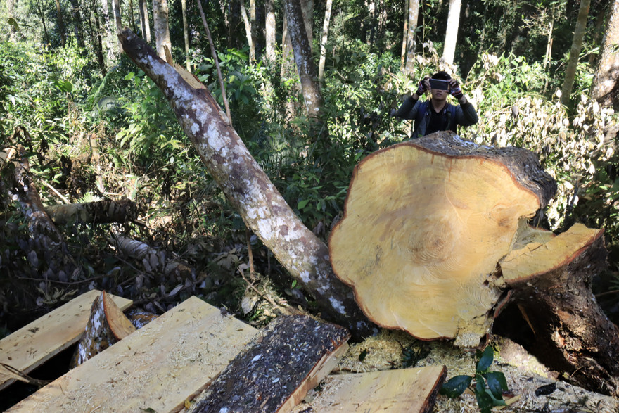 Hàng loạt cây cổ thụ bị 'xẻ thịt'
