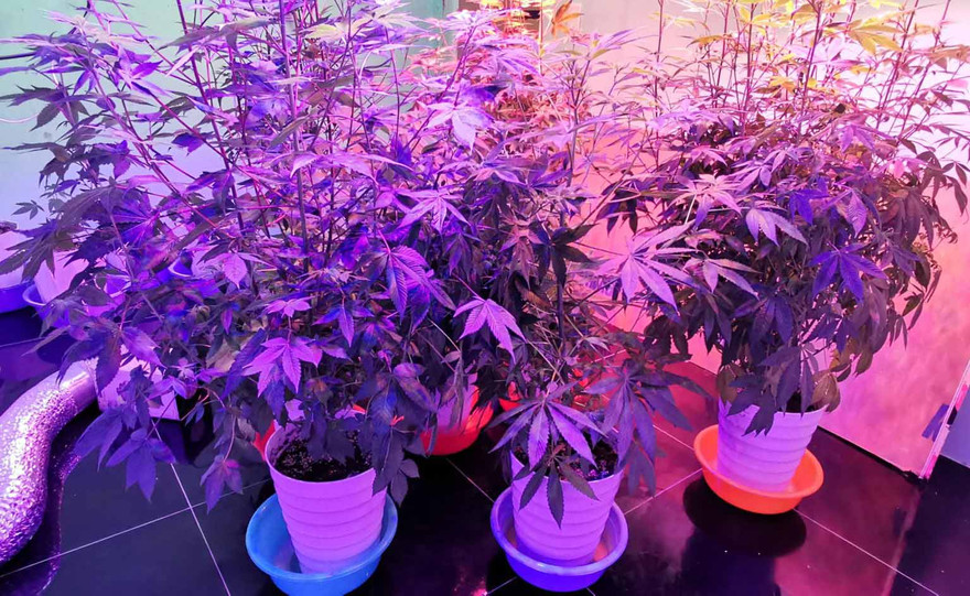 Cần sa phát triển trong môi trường có hệ thống chiếu sáng nhiều màu sắc