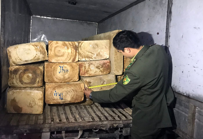 Kiểm đếm số gỗ pơ mu quý hiếm trên xe