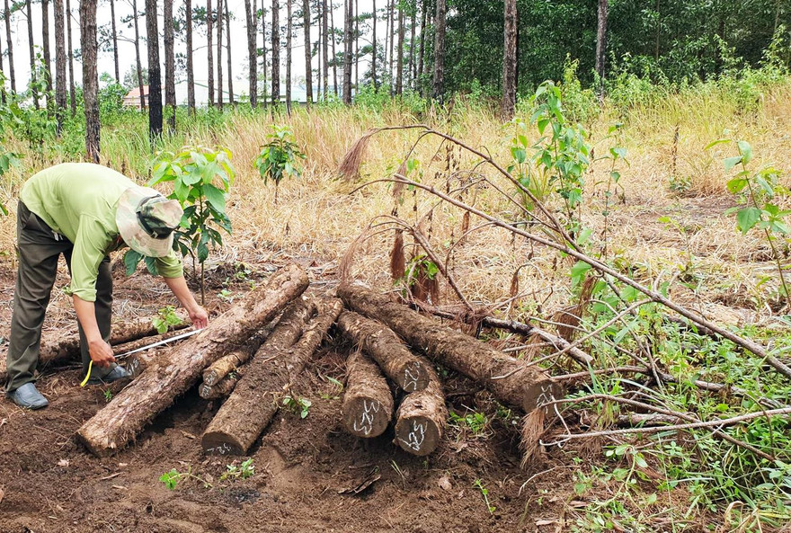 Kiểm lâm đo đếm trữ lượng thông bị thiệt hại