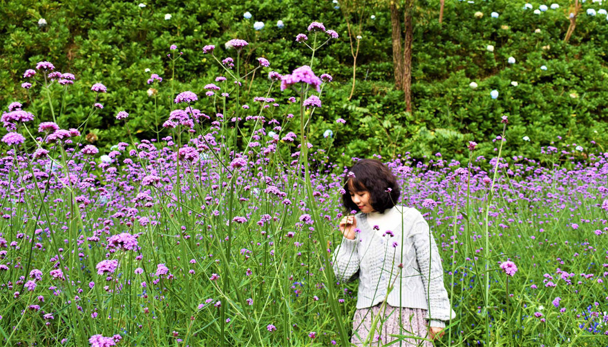 Cánh đồng hoa tím vừa xuất hiện ở Đà Lạt