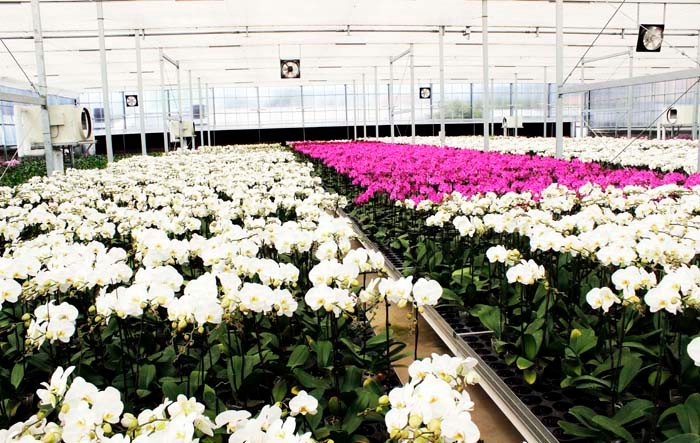 Nhà kính công nghệ cao trồng lan hồ điệp 