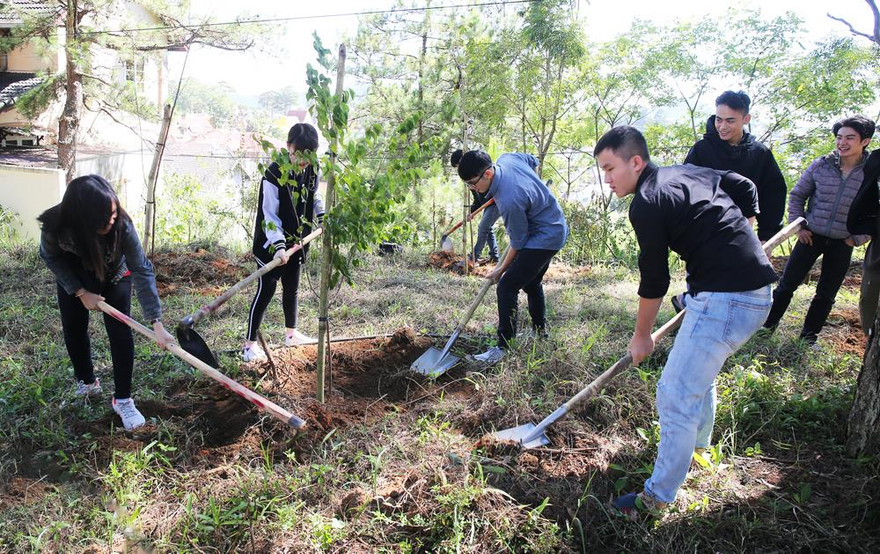 Giới trẻ trồng mai anh đào làm đẹp thành phố
