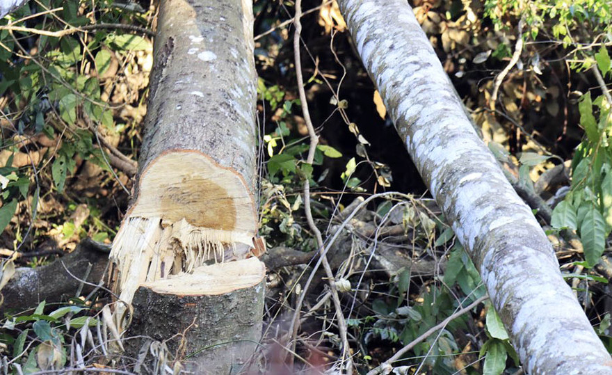 Cây rừng nguyên sinh bị cưa hạ