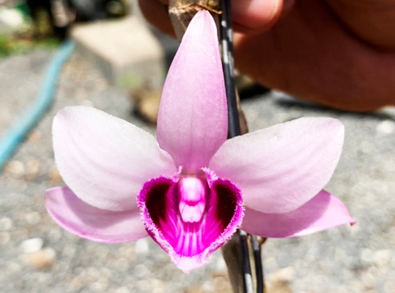 đóa hoa Giả hạc đột biến vùng Ma Bó