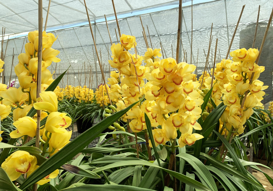 Hoa nở vàng rực, nhà vườn thất thu