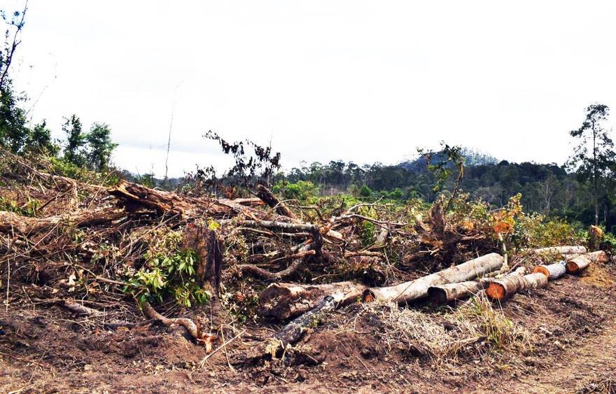 Rừng bị cưa hạ ngổn ngang