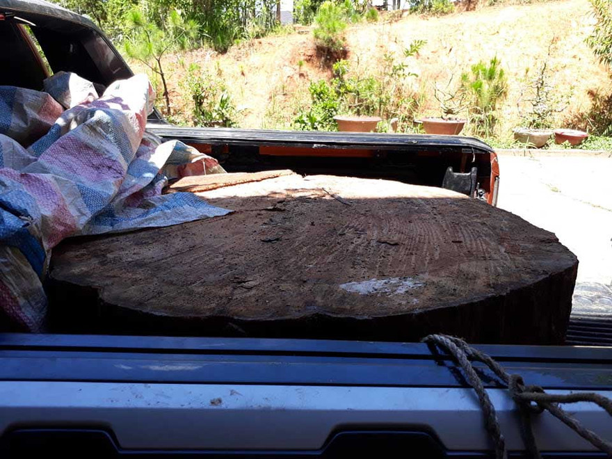 Phát hiện lóng gỗ quý hiếm đường kính 1,1m trên xe bán tải