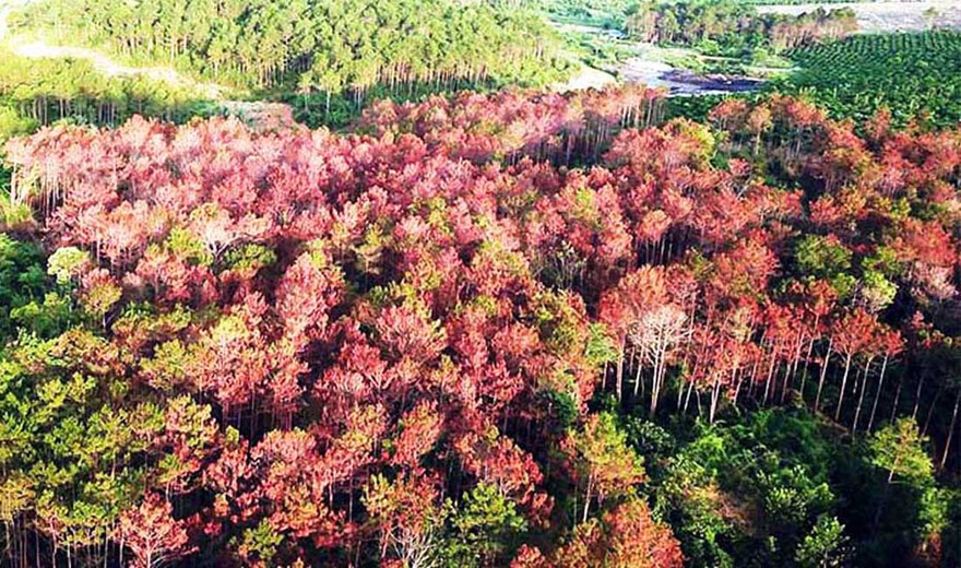 Cánh rừng bị đầu độc chết dần
