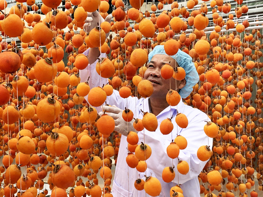 Anh Mai Xuân Long đi đầu trong việc sấy gió quả hồng