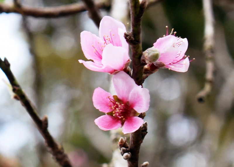 Hoa đào "Má hồng thiếu nữ"