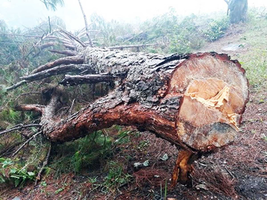 Cây thông cổ thụ bị cưa hạ