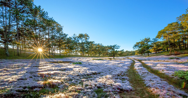 Đồi cỏ ngậm sương buổi sớm mai-ảnh Võ Trang