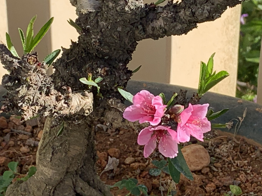 Đào thất thốn đặc hữu Đà Lạt