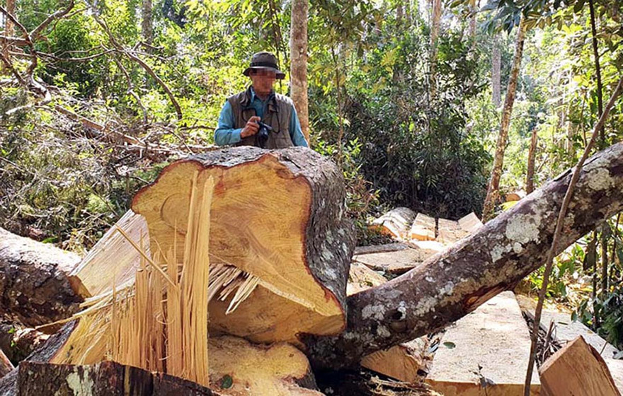 Cây bạch tùng cổ thụ bị đốn hạ, xẻ gỗ tại chỗ.