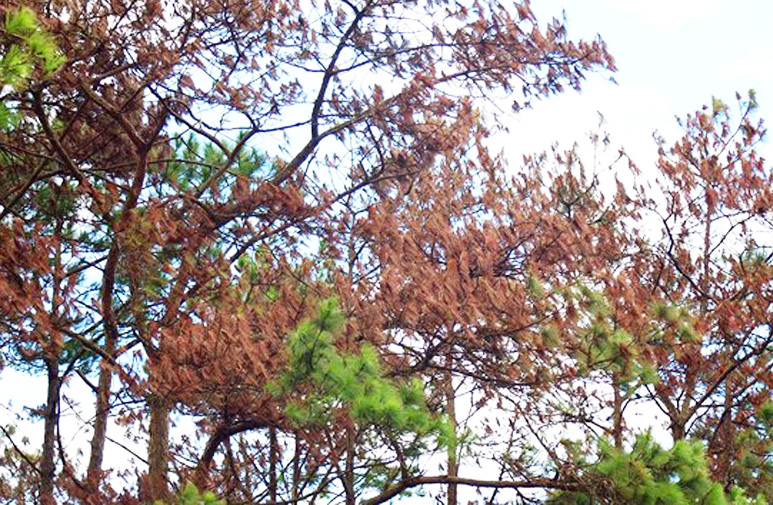 Thông chết vì bị đầu độc