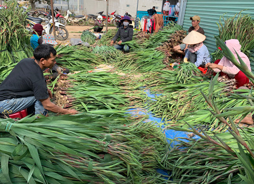 cấp tập sơ chế hoa lay ơn
