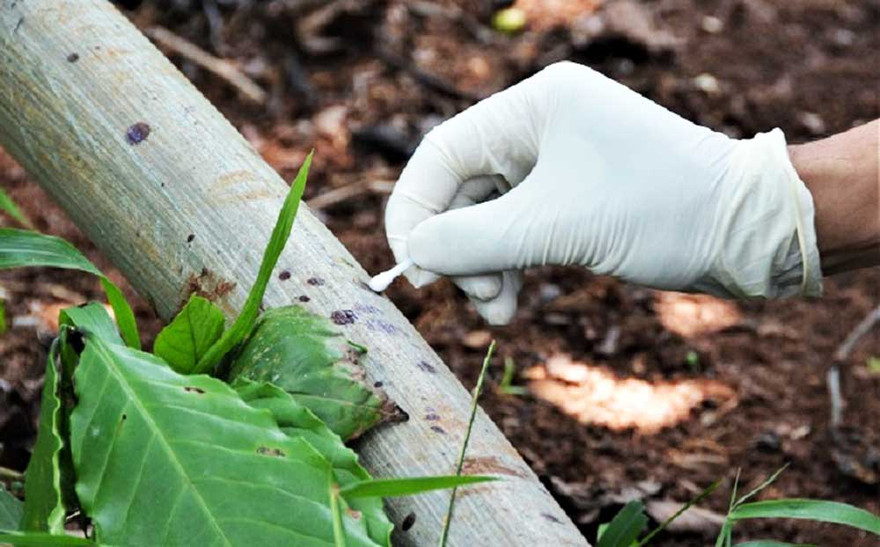 Thu thập chứng cứ vụ án mạng