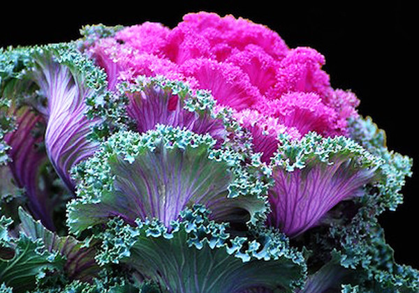 Hoa bắp cải Đà Lạt