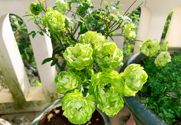 Hoa hồng xanh trồng tại Đà Lạt