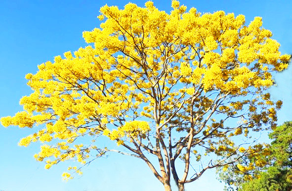 Phượng nở vàng rực ở Lâm Đồng.