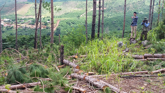 Hàng chục cây thông ở xã Liên Hiệp, Đức Trọng bị cưa hạ