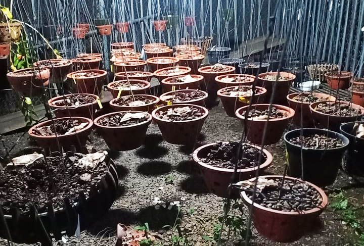 Kẻ trộm nhổ các giò lan đột biến trong chậu để tiện mang đi