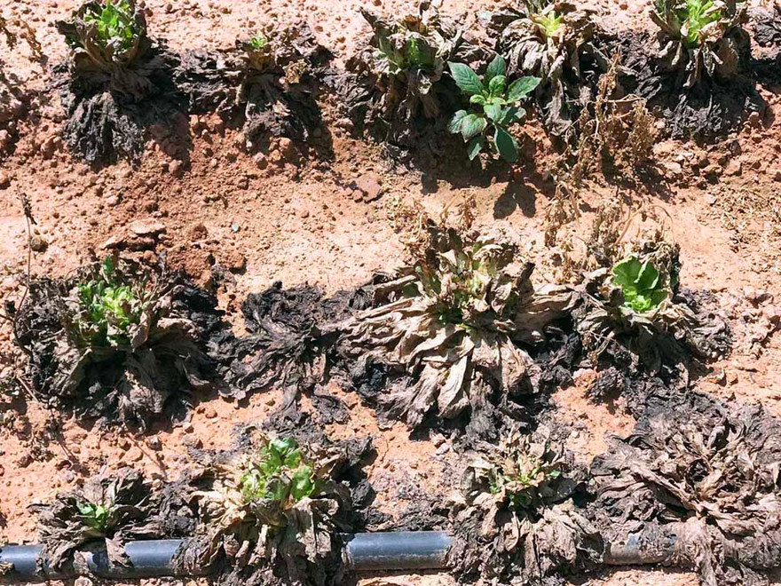 rau xà lách bị nhiễm vi rút chết hàng loạt