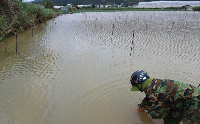nước lũ nhấn chìm nhiều vườn rau
