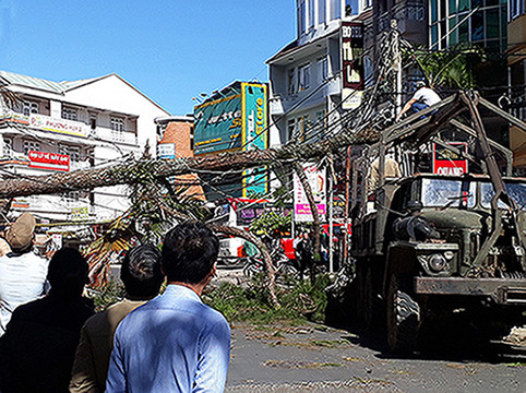 Cây thông ngã đổ vắt ngang đường Bùi Thị Xuân