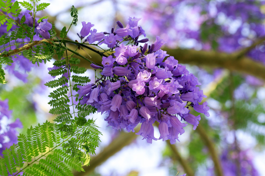 Màu tím bâng khuâng của hoa phượng Đà Lạt