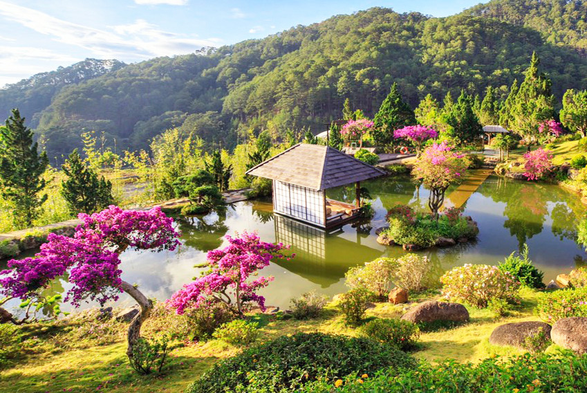 Kiểng hoa giấy nhuộm hồng Quê garden