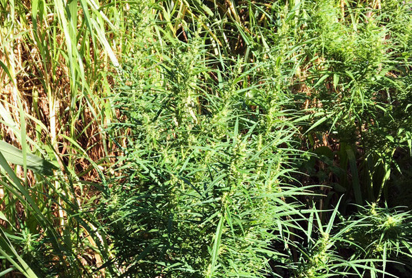 Cây cần sa trồng trong vườn của gia đình bà Hà