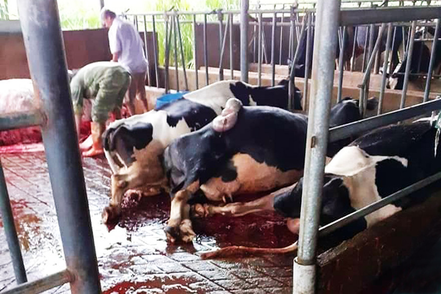 Bò chết la liệt